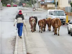  ?? Photo: Tim Bull ?? Cows are driven along a Grahamstow­n street.