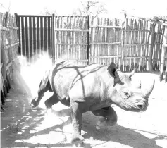 ??  ?? File photo shows a black rhino running around in a holding pen in Zakouma National Park in Chad. — AFP photo