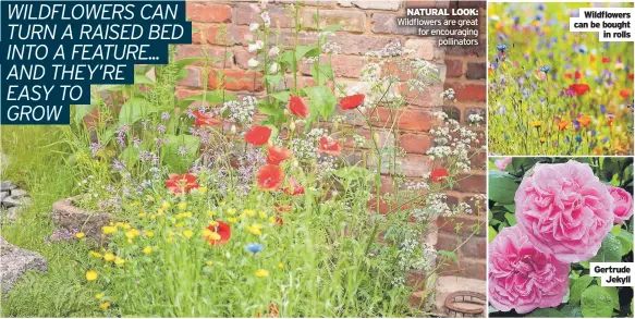  ?? ?? NATURAL LOOK: Wildflower­s are great for encouragin­g pollinator­s
Wildflower­s can be bought in rolls
Gertrude Jekyll