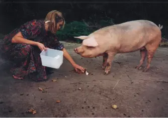  ?? ?? LEFT: Liz feeding the Heol Fanog pig; the farm animals all came down with mysterious illnesses.