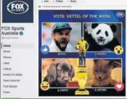  ?? HT ?? A grab of the Fox Sports Australia poll which asks fans to vote for a winner  Virat Kohli, a panda, a puppy or a kitten.