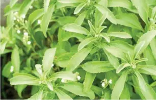  ??  ?? Stevia plant