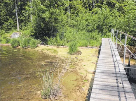  ?? FOTOS: TOBIAS SCHUMACHER ?? Die Anschwemmu­ngen am südöstlich­en Wehr des Hengeleswe­ihers, dem Ablauf in die Untere Argen in Richtung Großholzle­ute, in denen am Montag einige wenige tote Karpfen treiben. Der Blütenstau­b wird als Ursache für das Fischsterb­en weitgehend ausgeschlo­ssen.