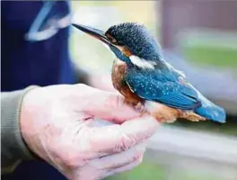  ?? ?? Das heimliche Maskottche­n wird die Schlammwis­sen nicht verlassen. „Eisvögel gehören nicht zu den Zugvögeln“, sagt Jim Schmitz.