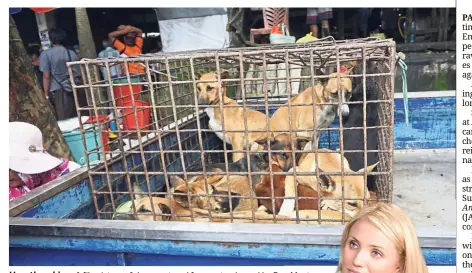  ?? — AP ?? Heartbreak­ing: A file picture of dogs captured for meat, released by Dogg Meat Free Indonesia, at a market in Air Madidi, North Sulawesi. (Right) Diaz is one of the many stars who slammed the controvers­ial practice of eating dog meat.