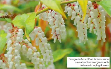  ?? ?? Evergreen Leucothoe fontanesia­na is an attractive evergreen with delicate drooping flowers