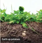  ??  ?? Earth up potatoes