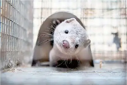  ?? JONATHAN NACKSTRAND/ AGENCE FRANCE PRESSE ?? MINKS are raised in captivity as its fur is one of the highest-selling fur worldwide due to its texture.