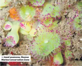  ??  ?? > Jewel anemone, Skomer Marine Conservati­on Zone