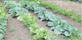  ?? MARK CULLEN ?? Mark Cullen recommends planting lettuce bi-weekly to keep production going into fall.