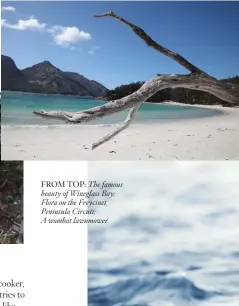  ??  ?? FROM TOP: The famous beauty of Wineglass Bay; Flora on the Freycinet Peninsula Circuit; A wombat lawnmower.