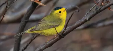  ??  ?? MALE WILSON’S WARBLER (top)— The male Wilson’s warbler with his distinctiv­e black cap is eye-catching in a willow thicket before leaf out. Slightly smaller than the yellow warbler, the Wilson’s warbler is one of the tiniest warblers in North America.