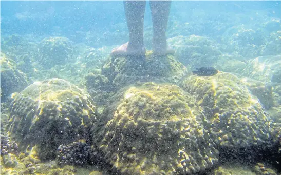  ??  ?? UNDER THREAT: A Thai tourist stands on living coral while on a snorkellin­g boat trip in waters off Taru Island in the Gulf of Thailand.