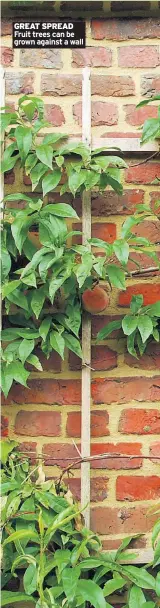  ??  ?? GREAT SPREAD Fruit trees can be grown against a wall