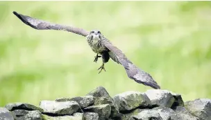  ?? Mark Davison ?? ●●Juvenile buzzard in flight