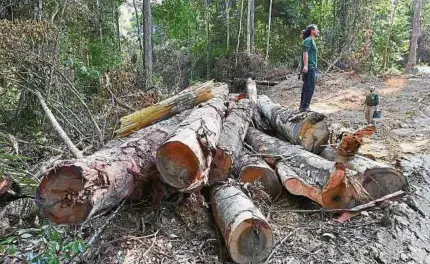  ?? AFP ?? Se busca definir la protección contra la tala, el uso de pesticidas y abonos, y el recorte de subvencion­es nefastas para la naturaleza.