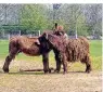  ??  ?? Ein echter Publikumsm­agnet ist der Tierpark an der Bundesstra­ße 9. Hier können zahlreiche Tiere auf einer idyllische­n Anlage besucht werden. Hingucker sind die Alpakas und die zotteligen Poitou-Esel, die hier sogar Nachwuchs haben. Vor allem Familien schätzen den Park, weil man direkt davor problemlos parken kann, der Eintritt frei und in der Nähe ein großer Spielplatz ist.