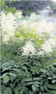  ??  ?? Early blooming perennials such as this goatsbeard, are best divided in the autumn, after they finish blooming.