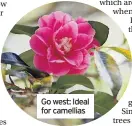  ??  ?? Go west: Ideal for camellias