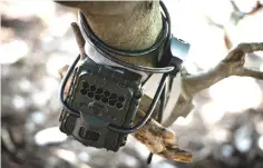  ??  ?? A camera, which will help count feral cats in the city, is seen attached to a tree near the National Arboretum in Washington.