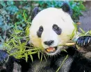  ?? Foto: Reuters ?? Die Diät des Großen Pandas enthält erstaunlic­h viel Eiweiß.