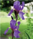  ??  ?? stands out: Iris Croatica, the national plant of Croatia