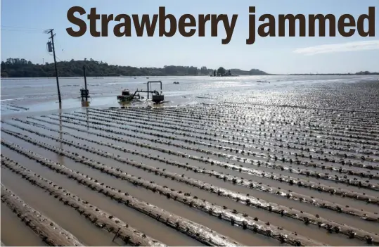 ?? Bloomberg ?? Flooded strawberry fields in Pajaro, Calif. Flooding from a levee breach on the Pajaro River on Friday put nearly 2,000 residents under mandatory evacuation orders in the farming community.