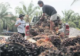  ?? SEKSAN ROJJANAMET­AKUN ?? Workers unload palm nuts at a processing plant in Krabi province. Income guarantee schemes have begun, with the money paid to rice and oil palm farmers.