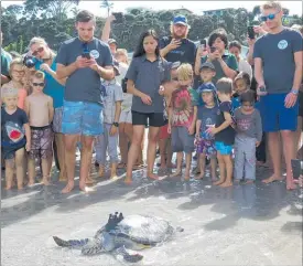  ?? PICTURE / PETER DE GRAAF ?? BACK HOME: Nebs the green turtle makes a break for freedom at Rangiputa Beach as hundreds of schoolchil­dren and locals watch.