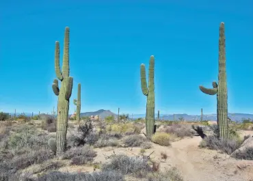  ?? PHOTOS BY MARE CZINAR/SPECIAL FOR THE REPUBLIC ?? Saguaros soar above the Hackamore Trail in Scottsdale's McDowell Sonoran Preserve.