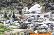  ?? Photo by Jim Cassels ?? Brent geese feeding at the mouth of a burn.