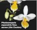  ??  ?? Phalaenops­is equestris fma. aurea (Jim Cootes)