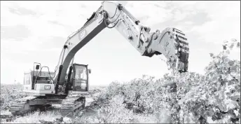  ?? Peter Hobson/Reuters ?? An excavator digs up vines near the town of Griffith in southeast Australia on February 27.