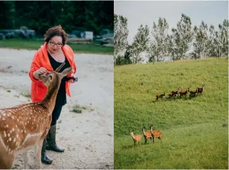  ??  ?? TOP LEFT Cuisine editor, Kelli Brett, meets one of the fawns.