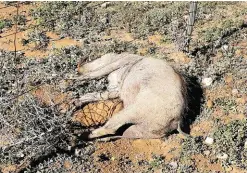  ??  ?? I shot this warthog (one of three which I downed within seconds of each other) as it was about to crawl under a fence. The Zoli 6.5x55 certainly delivered on the day.