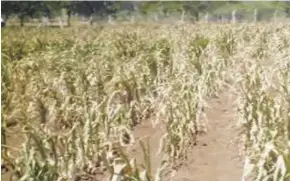  ?? ?? Communitie­s are painfully watching crops wilt