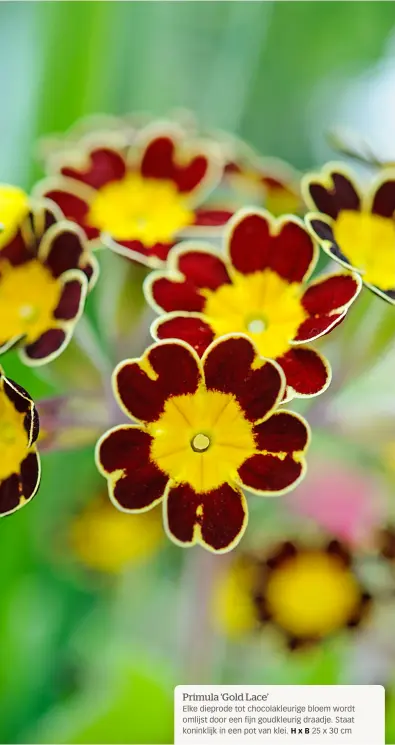  ??  ?? Elke dieprode tot chocolakle­urige bloem wordt omlijst door een fijn goudkleuri­g draadje. Staat koninklijk in een pot van klei. 25 x 30 cm
HxB
Primula ‘Gold Lace’