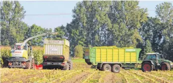  ?? FOTO: GISELA SGIER ?? Die Maisernte in der Region hat begonnen. Nun gilt es für Lohnuntern­ehmer, die gelbe Saat sowohl für die Verfütteru­ng als auch für Biogasanla­gen zu ernten.