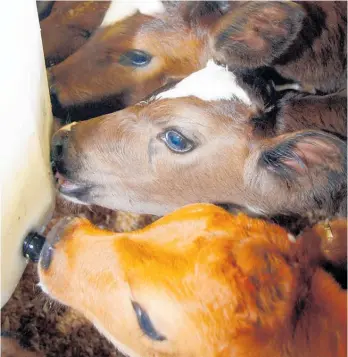  ??  ?? Calves lined up side-by-side on the calfateria in the calf shed.