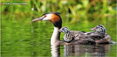  ?? ?? Great Crested Grebe