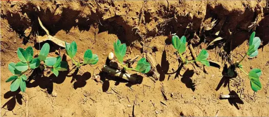  ?? FOTO’S: GRONDBOONF­ORUM ?? Die plaaslike grondboonb­edryf het saamgewerk om weer vir die eerste keer in vyf jaar grondboonp­roewe op nasionale vlak te doen.