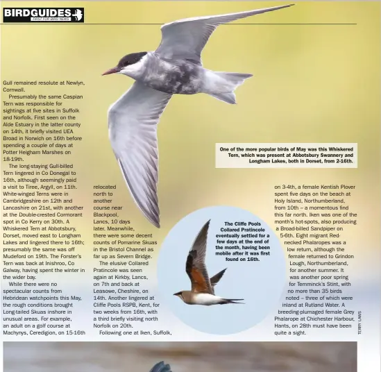  ??  ?? One of the more popular birds of May was this Whiskered Tern, which was present at Abbotsbury Swannery and Longham Lakes, both in Dorset, from 2-16th.
The Cliffe Pools Collared Pratincole eventually settled for a few days at the end of the month, having been mobile after it was first found on 16th.