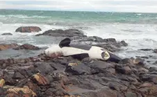  ?? JOHN BOWLER, RSPB SCOTLAND ?? Lulu, a killer whale found dead on the Isle of Tiree in Scotland last year, was found to have the highest levels of polychlori­nated biphenyls, or PCBs, ever recorded.