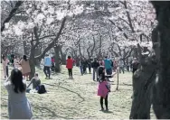  ?? RENÉ JOHNSTON/TORONTO STAR FILE PHOTO ?? Hundreds of people flock to High Park in the spring to see the cherry blossoms blooming.