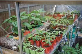  ?? ?? Greenhouse­s are great for protecting plants, early sowing and tender crops