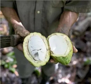  ?? — Photos: AP ?? Filephoto of a worker at a cacao plantation in Cano Rico, Venezuela, showing dried cacao seeds (above) and the inside of a cacao pod (right).