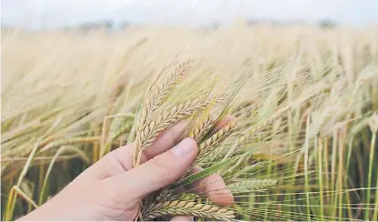  ??  ?? En foco. El agregado de azufre modificó el tipo de proteína del grano de cebada.