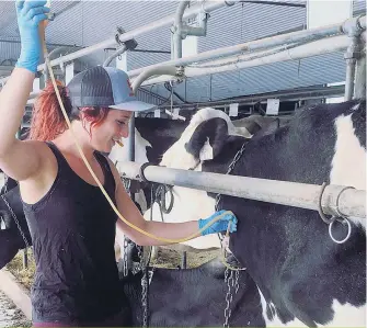  ??  ?? Pour contrer le déficit énergétiqu­e occasionné par la chaleur intense, l’agricultri­ce Mylène Bégin a administré une solution de dextrose par injection intraveine­use à l’une de ses vaches et a utilisé une pompe pour faire boire deux d’entre elles.