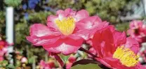  ?? Brandi Keller / Correspond­ent ?? Semi-double camellias have two or more rows of outer petals with a prominent stamen centered.