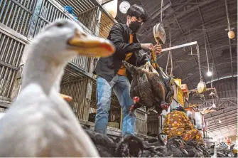  ?? AFP ?? Un trabajador pesa pollos en un mercado en Phnom Penh, Camboya